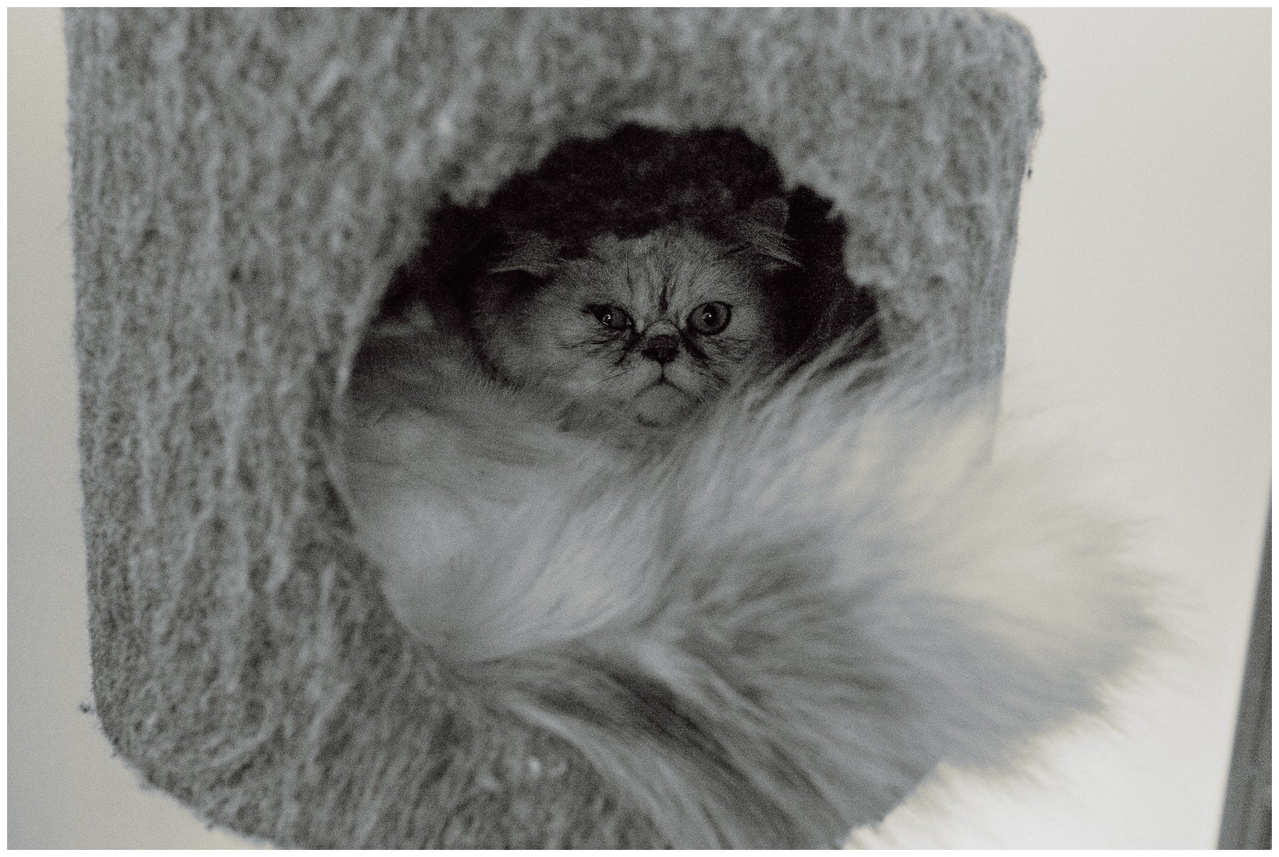 Kerry Ford Photography - Furry Tales Cat Rescue 2023-127.jpg