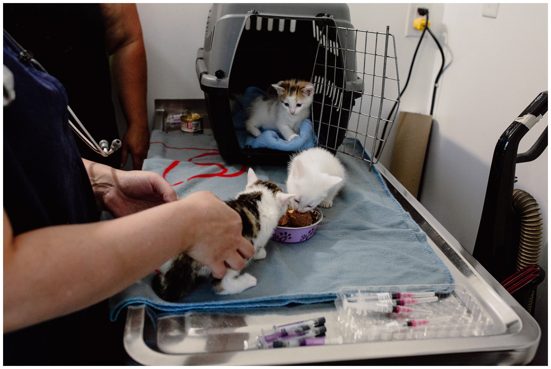 Kerry Ford Photography - Furry Tales Cat Rescue 2023-37.jpg