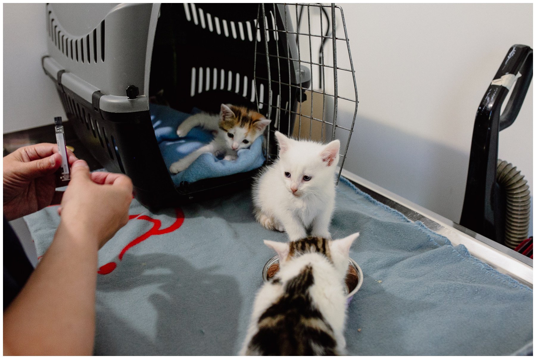 Kerry Ford Photography - Furry Tales Cat Rescue 2023-38.jpg