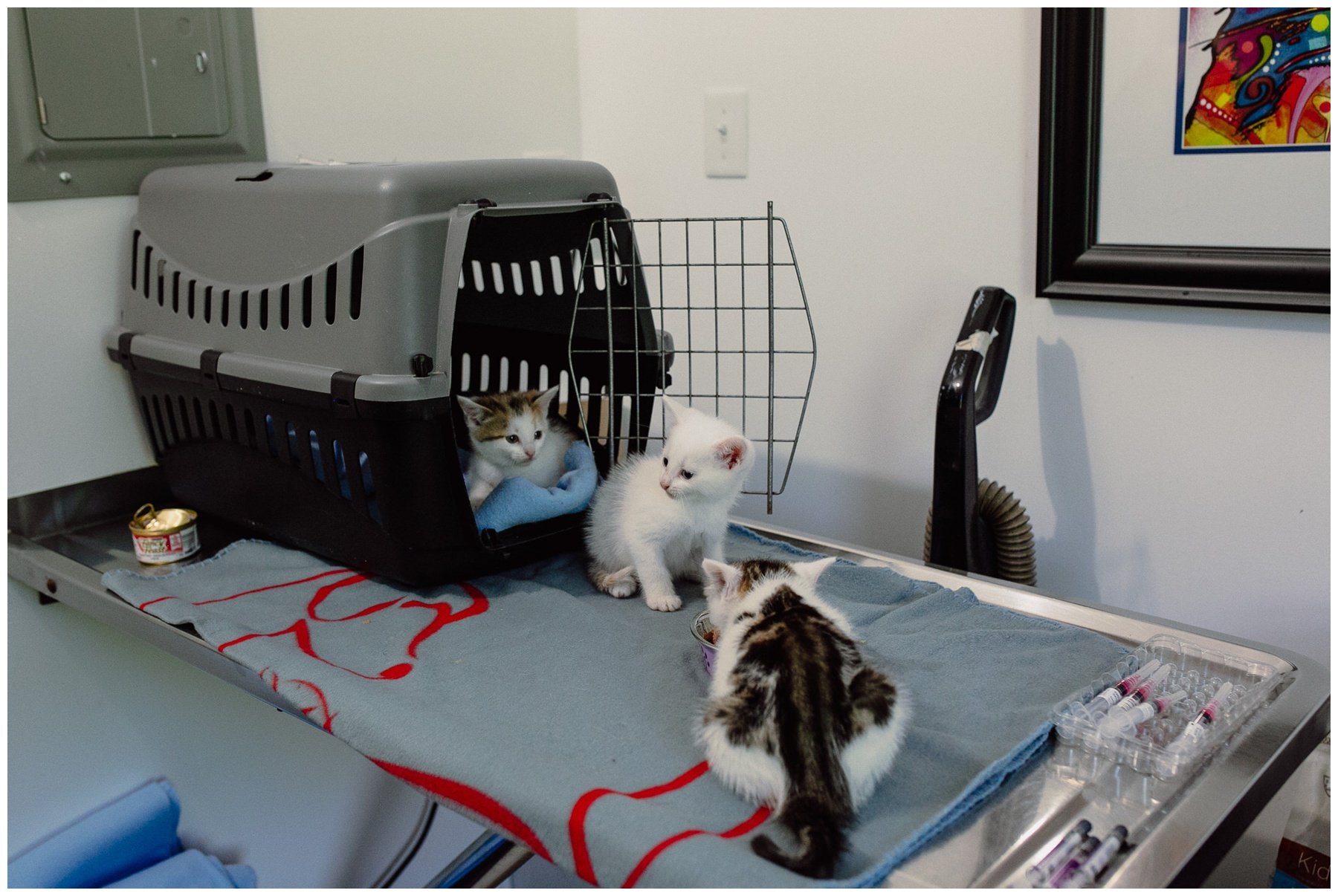 Kerry Ford Photography - Furry Tales Cat Rescue 2023-41.jpg