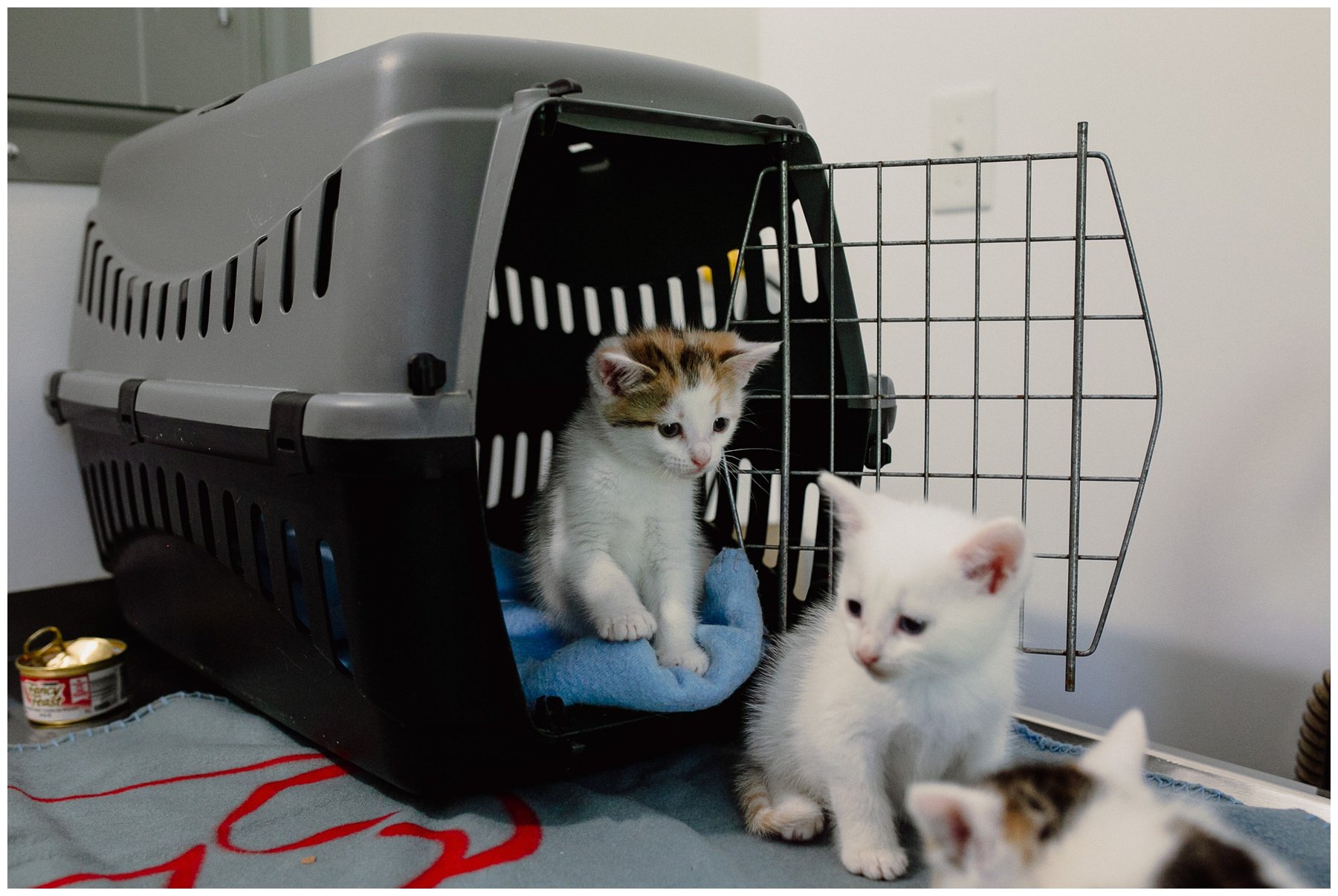 Kerry Ford Photography - Furry Tales Cat Rescue 2023-43.jpg