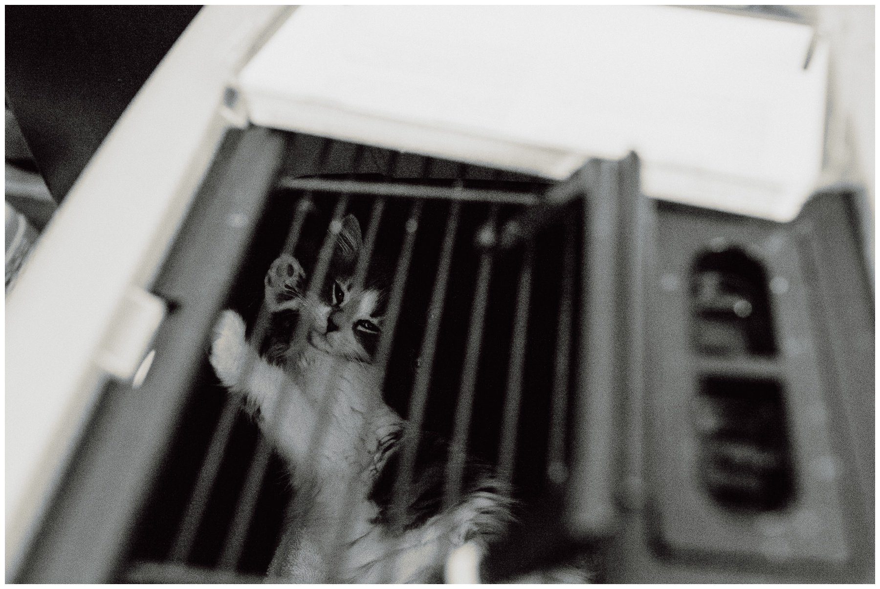 Kerry Ford Photography - Furry Tales Cat Rescue 2023-45.jpg