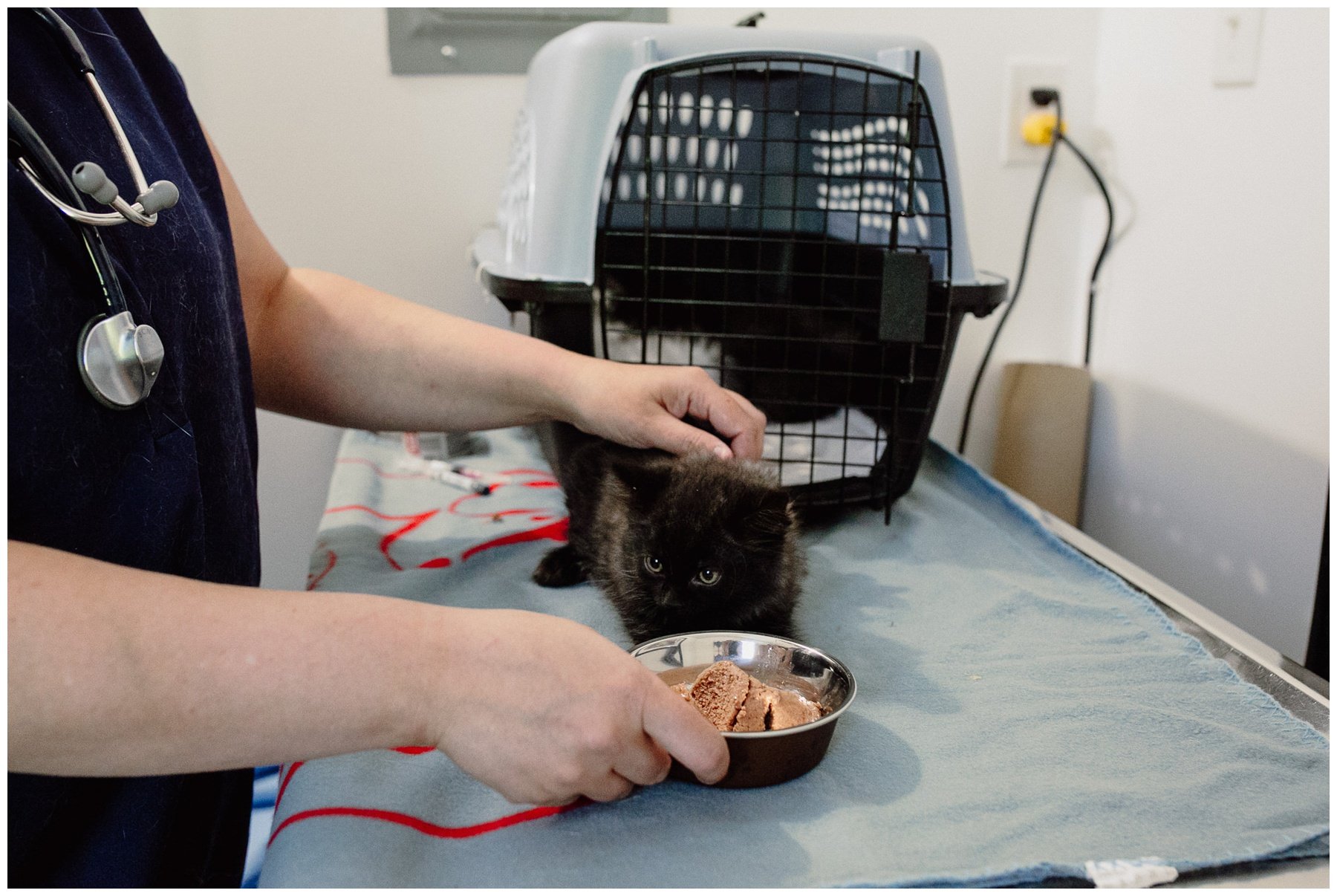 Kerry Ford Photography - Furry Tales Cat Rescue 2023-49.jpg