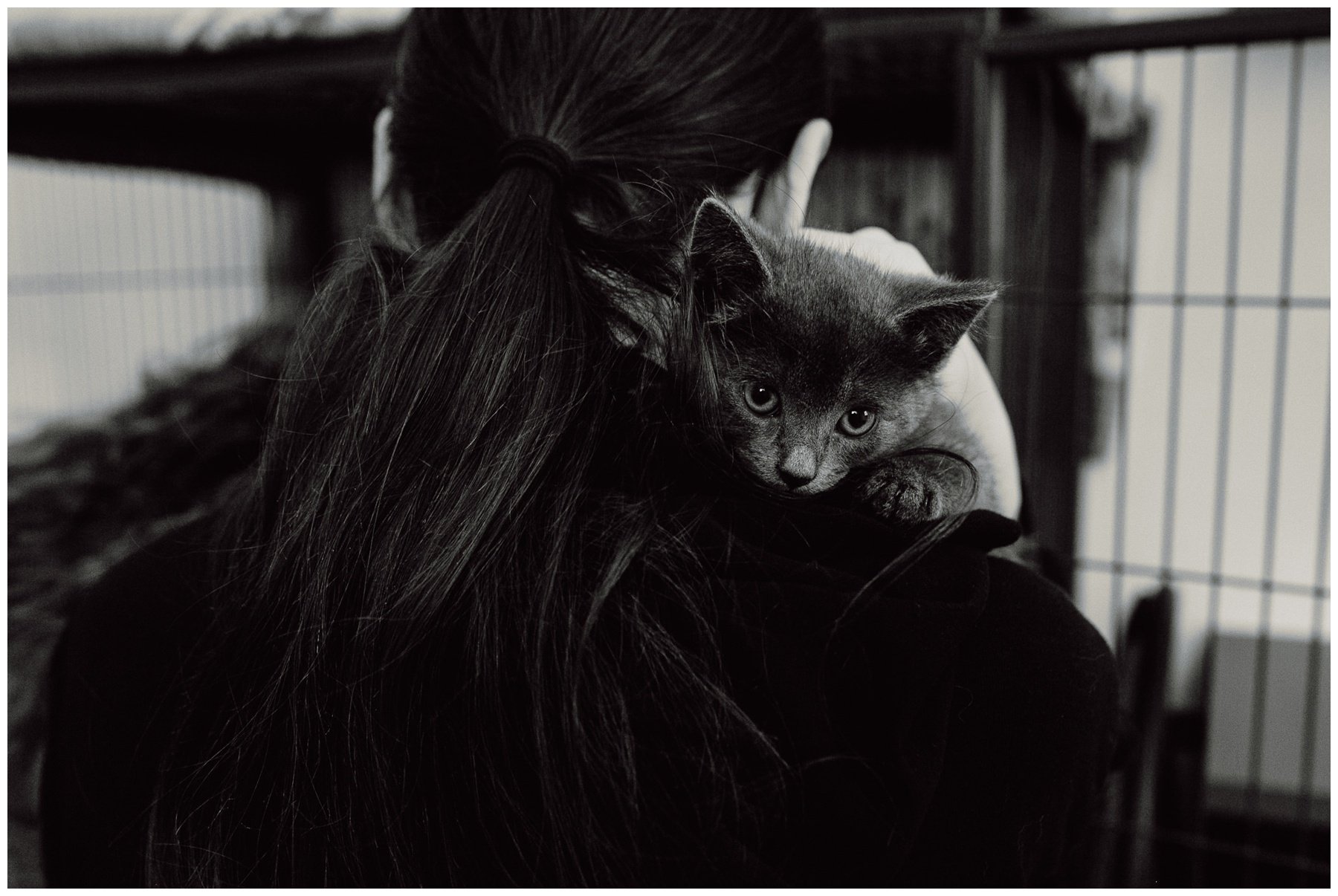 Kerry Ford Photography - Furry Tales Cat Rescue 2023-71.jpg