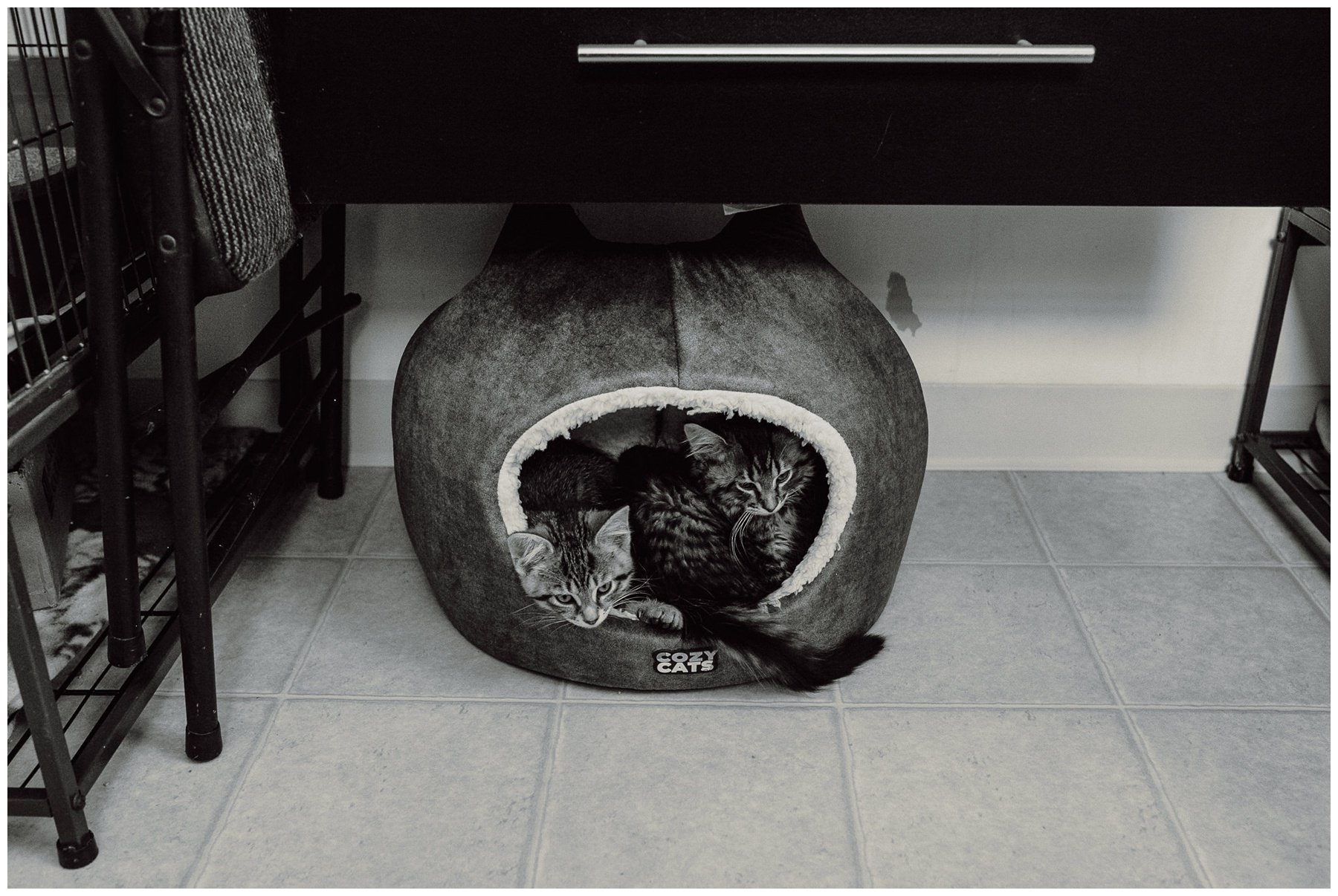Kerry Ford Photography - Furry Tales Cat Rescue 2023-78.jpg