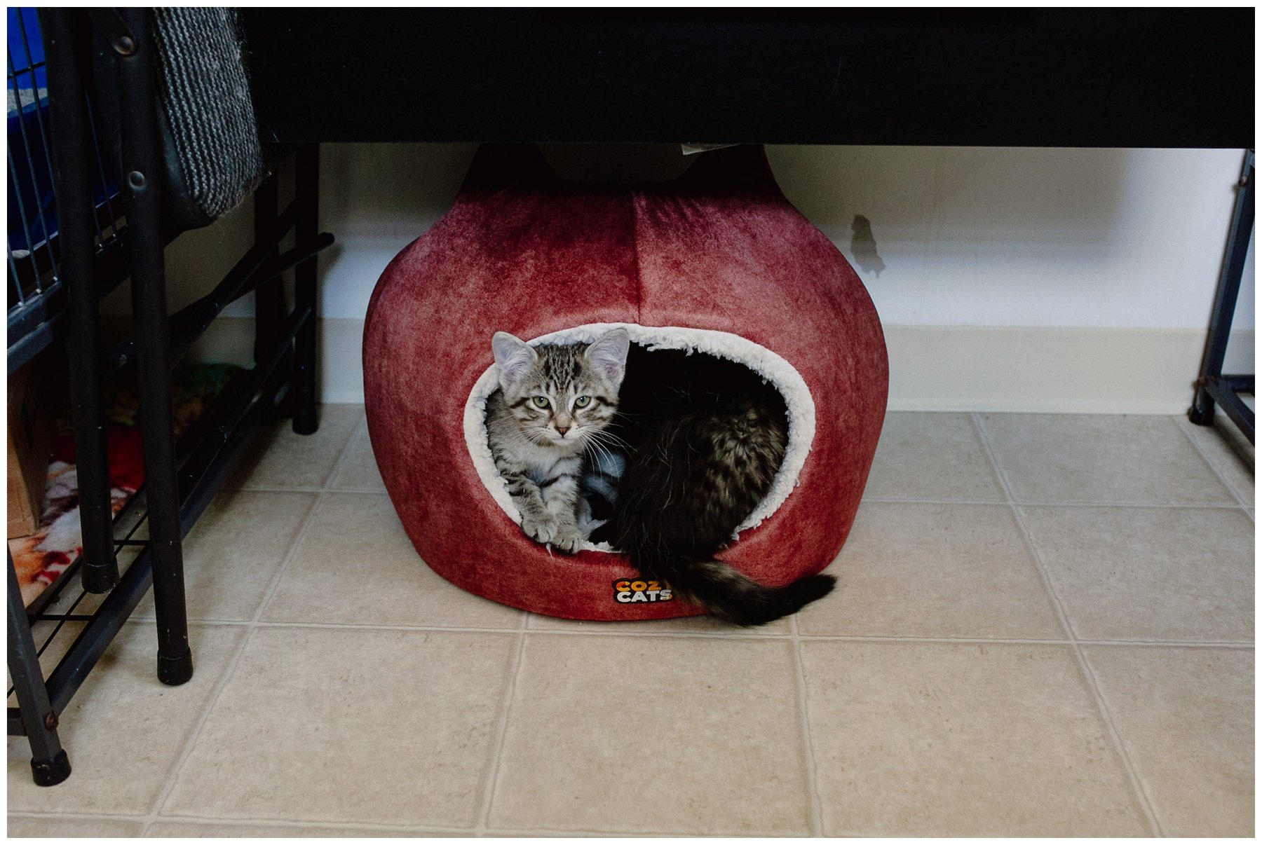 Kerry Ford Photography - Furry Tales Cat Rescue 2023-79.jpg